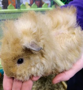 Berwick fluffy guinea pig