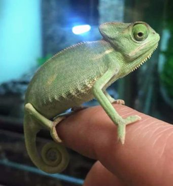 Berwick reptile chameleon